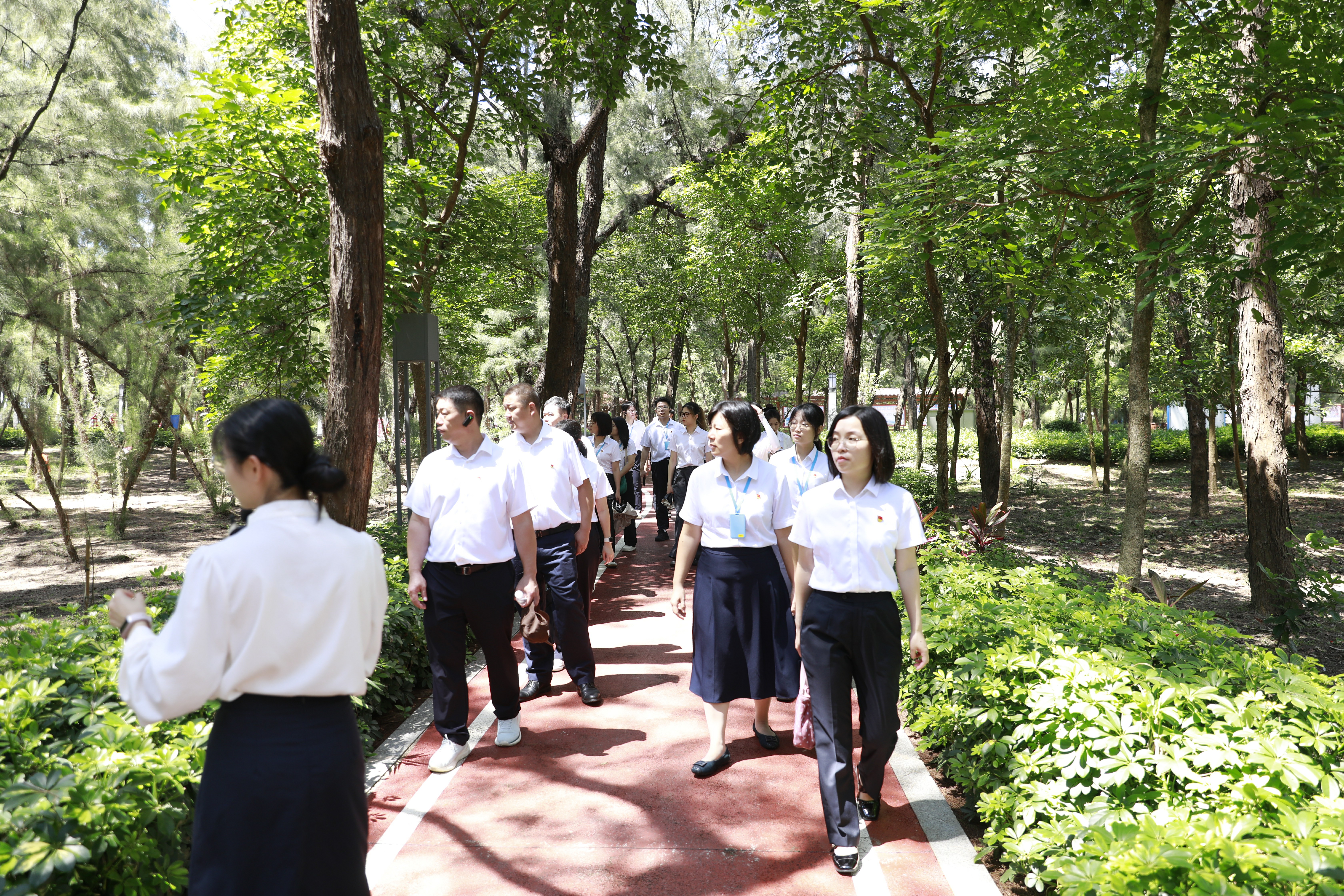 “百里木麻黄”沿海防护林带.jpg